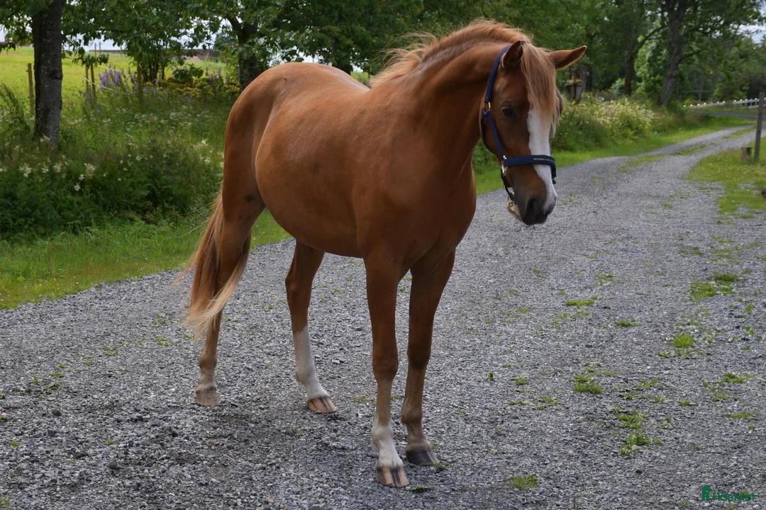 Allround hästar till salu: Utvecklingsbar 3 åring - Annons 1