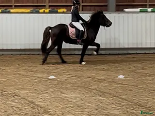 hästar Socialt och trevligt sto med lätt för tölt - Annons 6