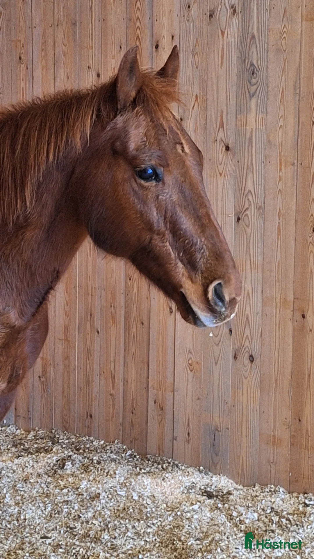 Western hästar till salu: Quartersto efter Dual Rey - Annons 4