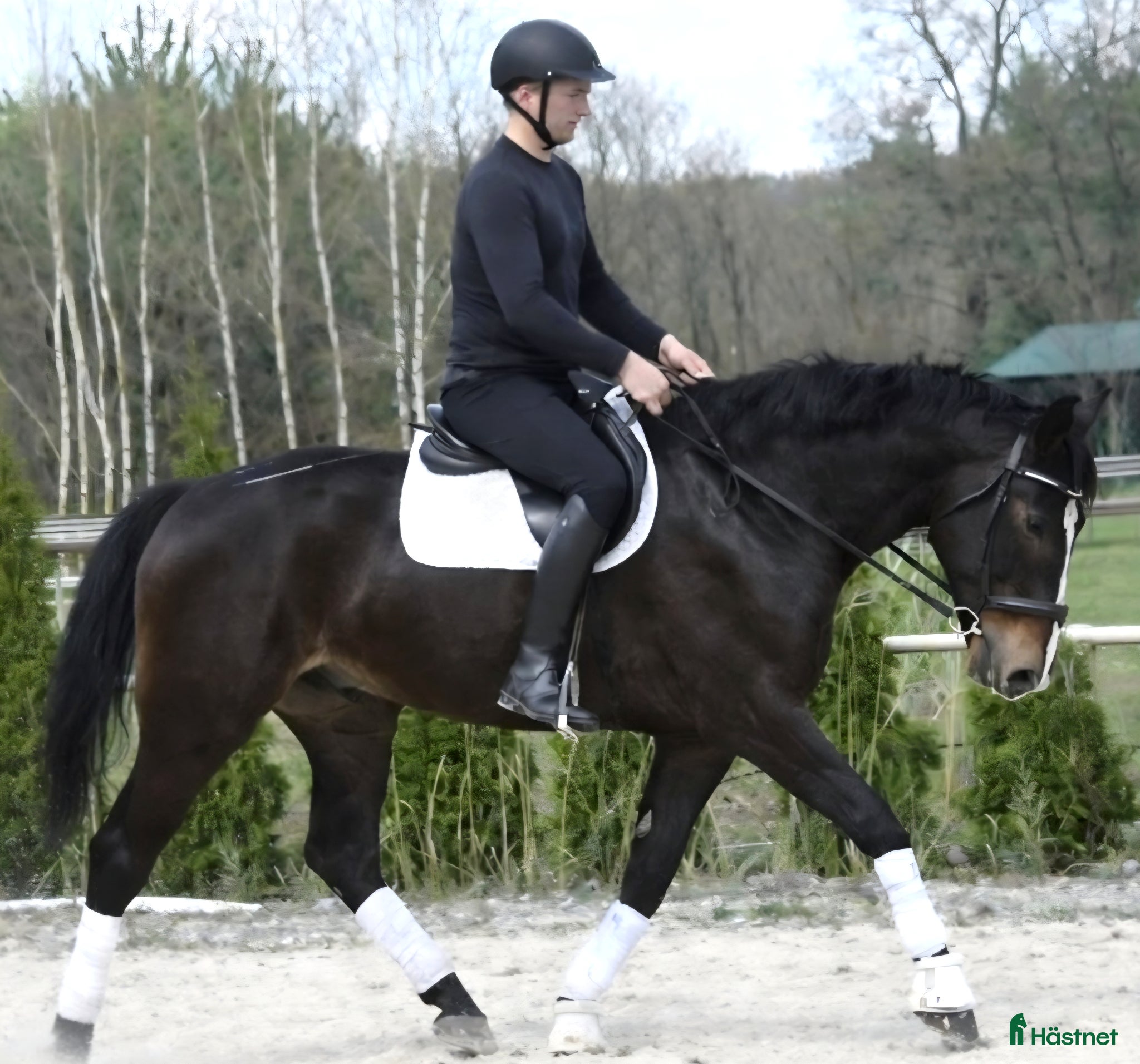 Allround hästar till salu: Stunning Premium Allrounder - Annons 1