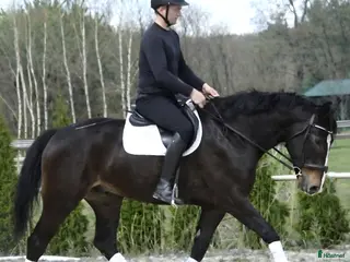 Allround hästar till salu: Stunning Premium Allrounder - Annons 1