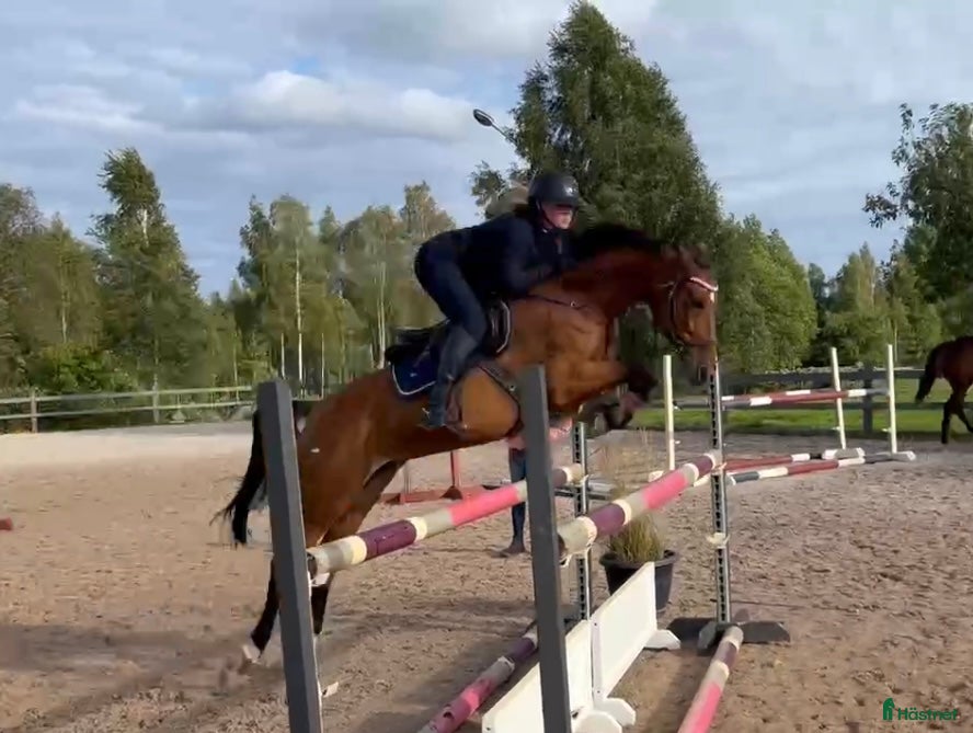  hästar Hopponny för framtiden  - Annons 17