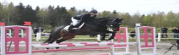 Allround hästar till salu: Swb sto  - Annons 3