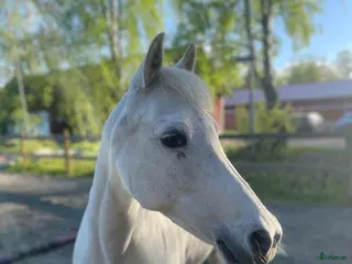 foderhäst Promenadponny eller sällskapsponny i Skövde - Annons 4