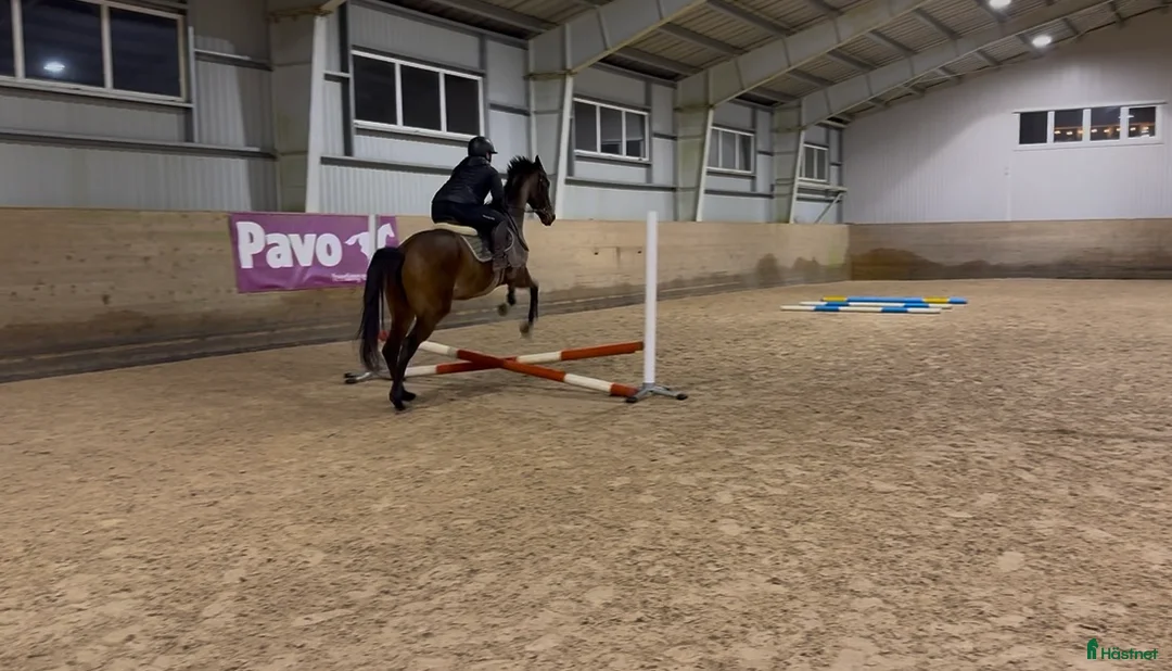 Allround hästar till salu: RESERVERAD- Världens bästa unghäst söker hem - Annons 3