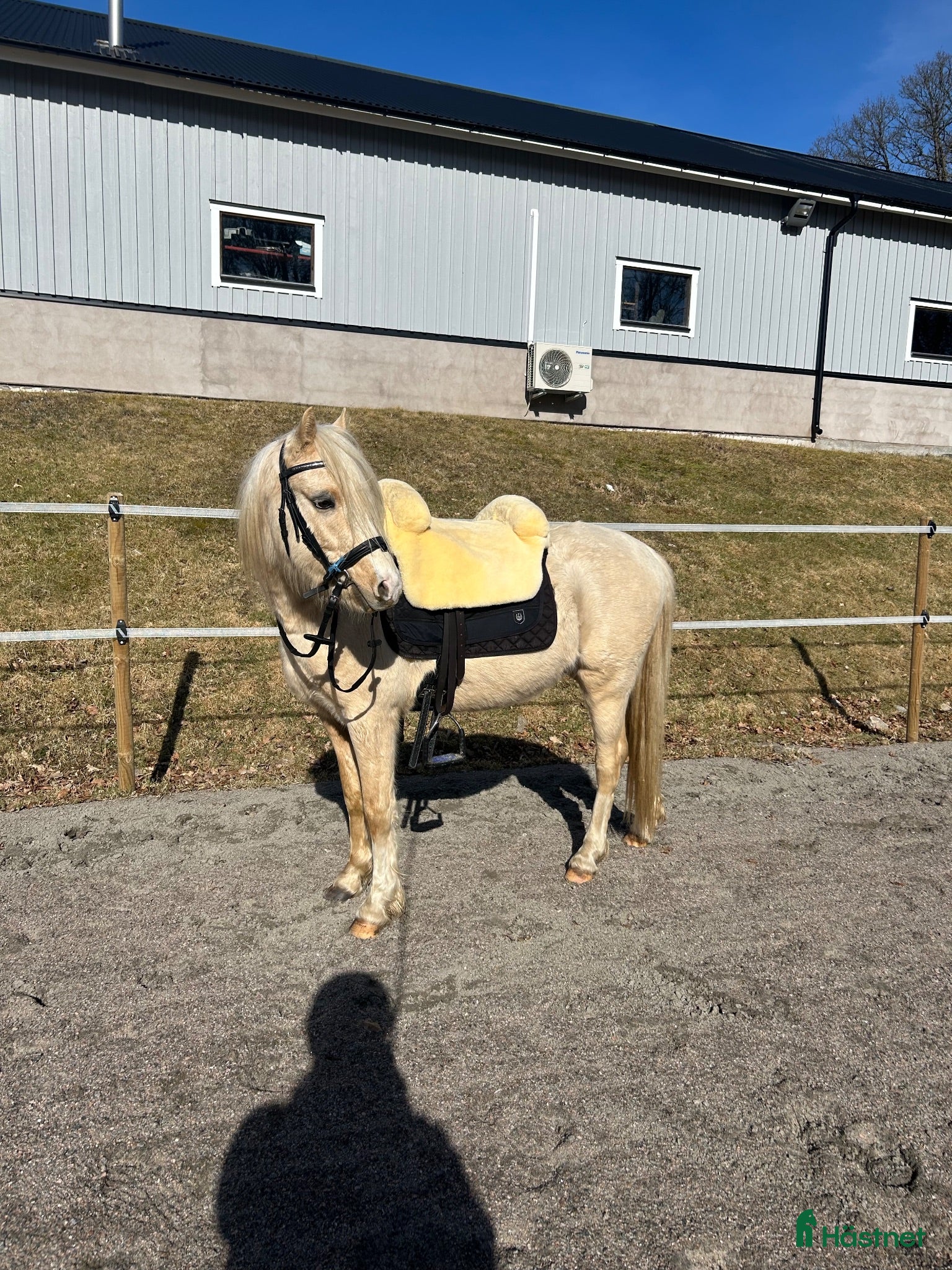  hästar Söt och snäll ungponny - Annons 2