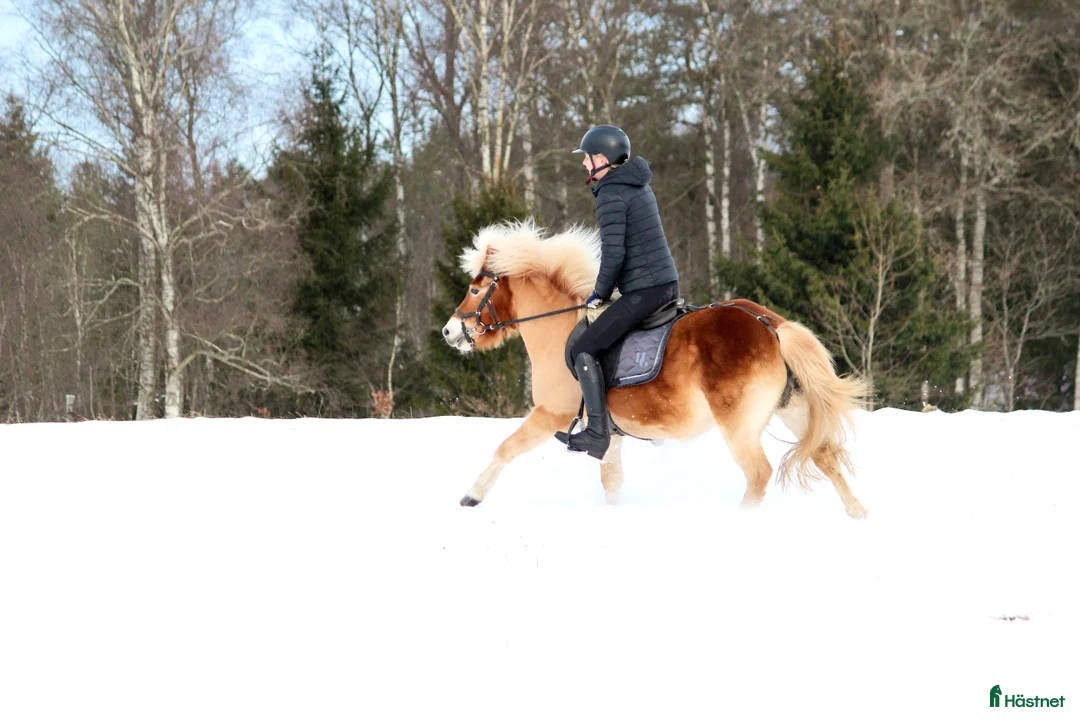 Allround hästar till salu: Allgunnens Grace i Markaryd - Annons 4