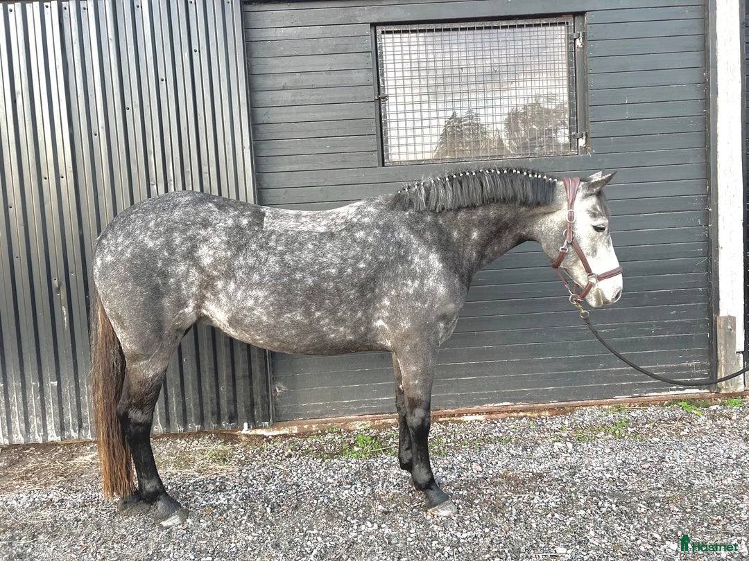  hästservice finnes: Försäljnings stall! 🐴 i Västerås - Annons 5