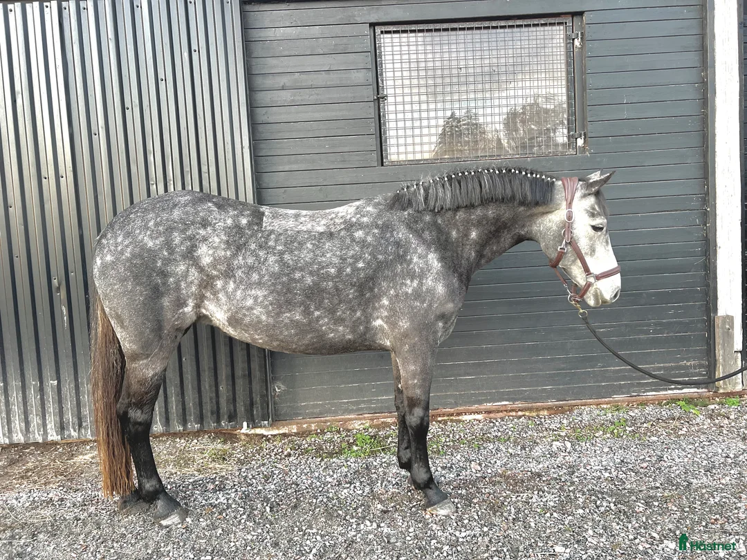  hästservice finnes: Försäljnings stall! 🐴 - Annons 5