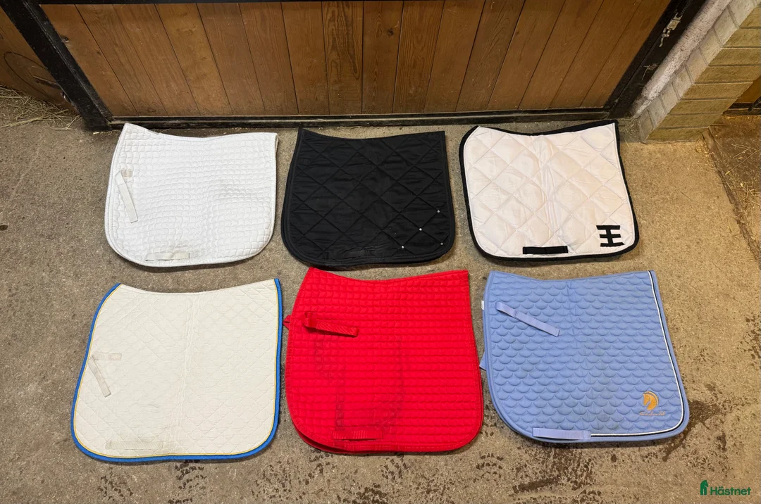 Schabrak & Vojlockar hästutrustning till salu: Dressyrschabrak stl full i Hofors - Annons 1