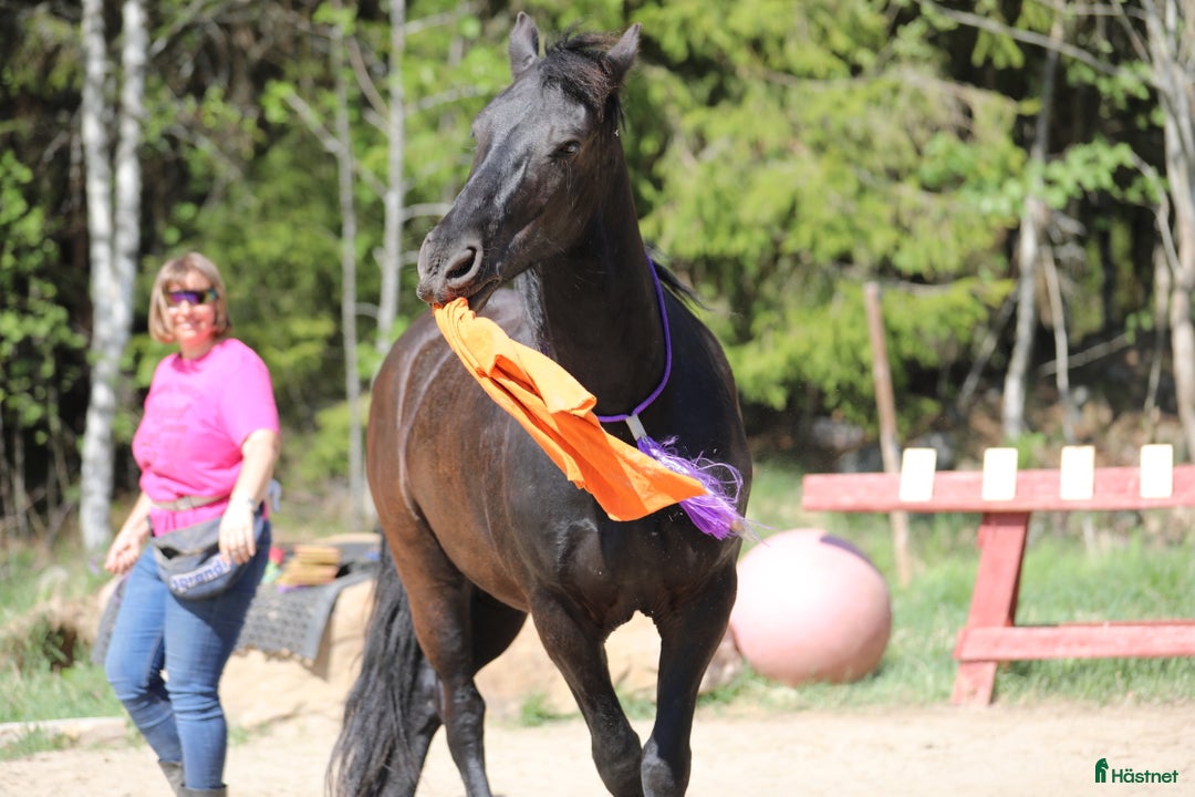 Allround hästar till salu: **Exceptional Horse for Sale** - Annons 11