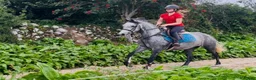 Allround hästar till salu: Connemara ponies - Annons 8