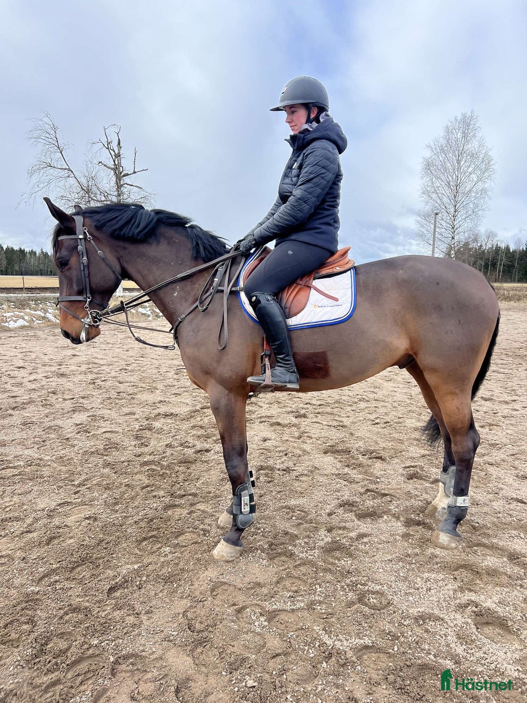 Allround hästar till salu: Snygg valack RESERVERAD  i Eksjö - Annons 4