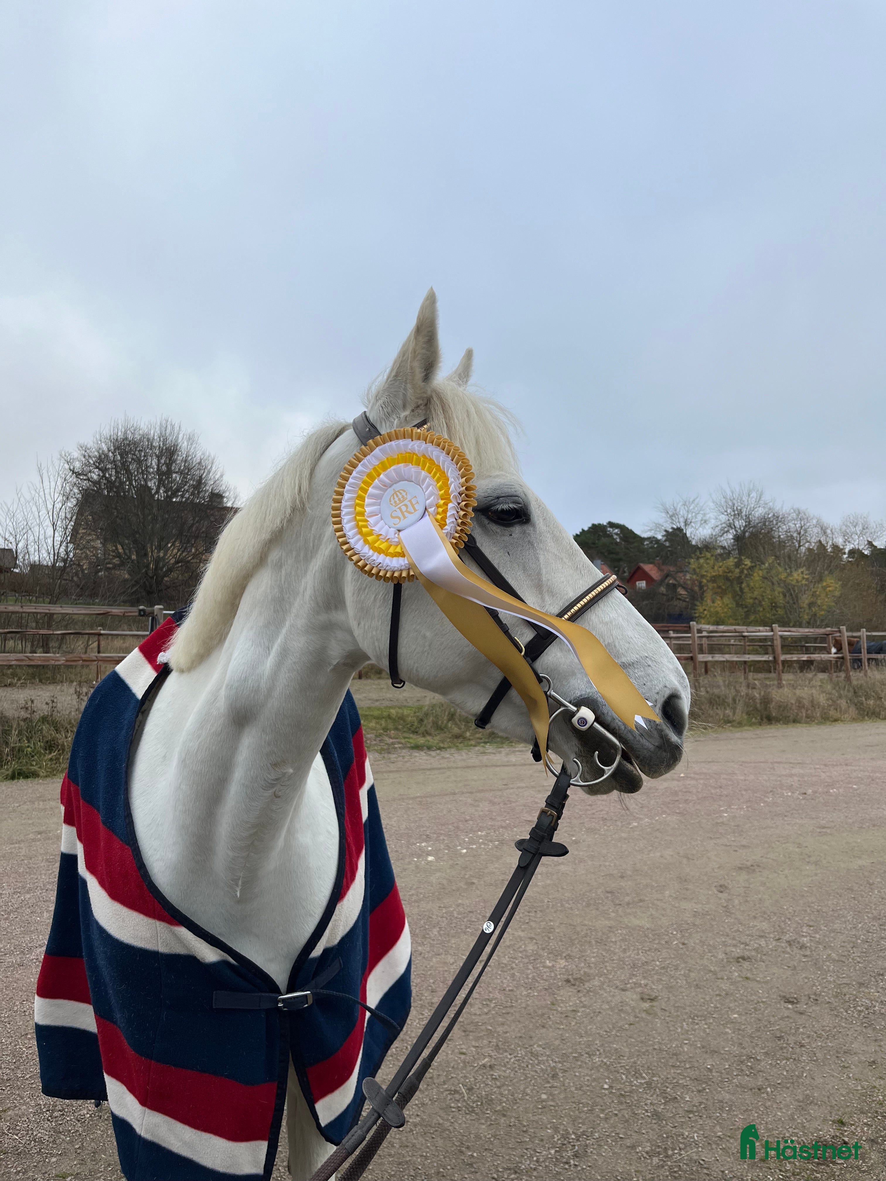  hästar Supersnäll bästa vän och dressyrponny i Huddinge - Annons 19