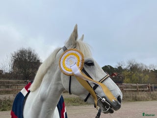 hästar Supersnäll bästa vän och dressyrponny i Huddinge - Annons 6