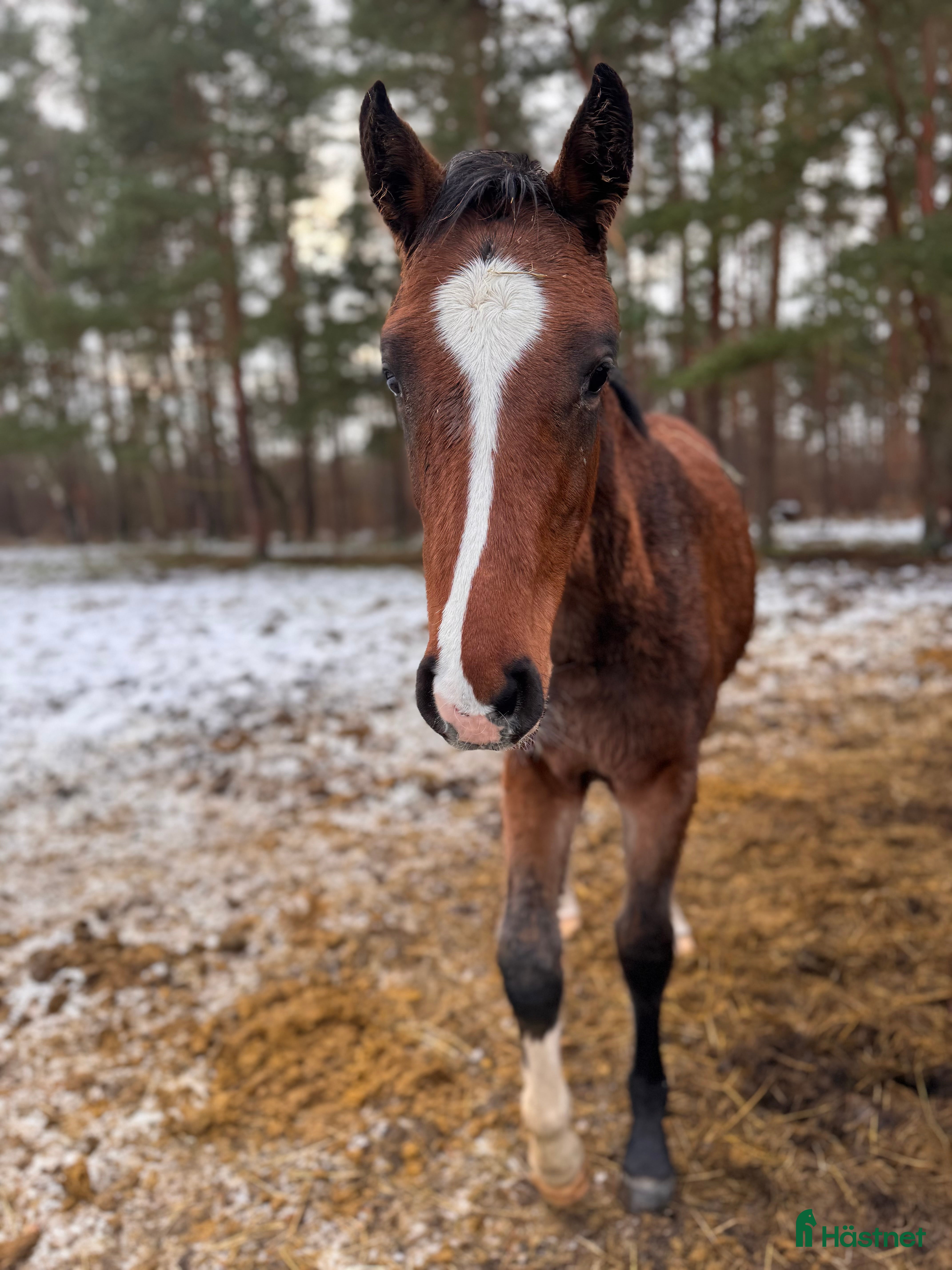  hästar Lovande hingstföl e Pink Floyd i Blentarp - Annons 13