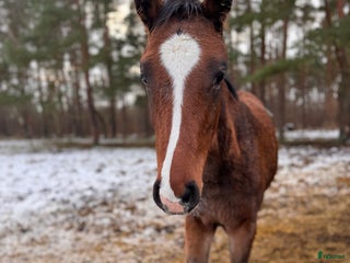 Hoppning hästar till salu: Lovande hingstföl e Pink Floyd i Blentarp - Annons 1