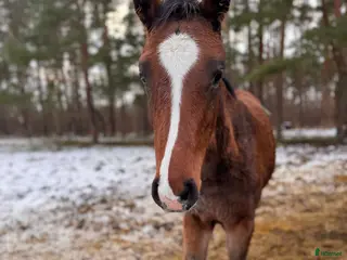 hästar Lovande hingstföl e Pink Floyd - Annons 7