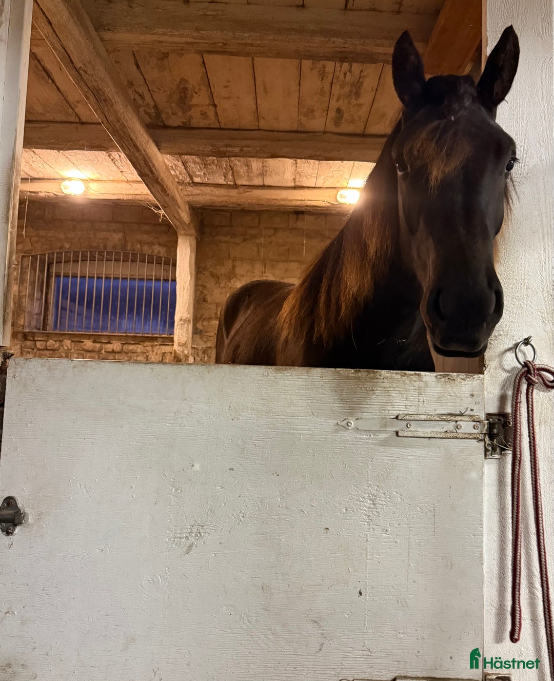 Allround hästar till salu: Snygg Nordsvensk (tingad till 6/12) i Grästorp - Annons 3