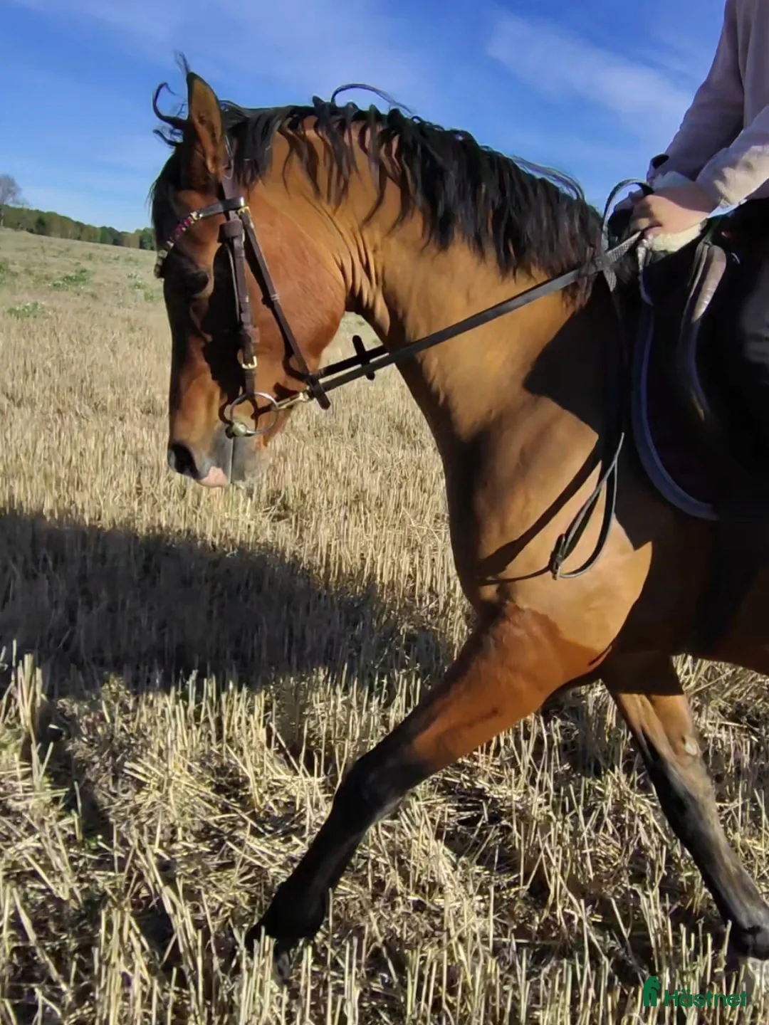  hästar Ponny sökes! - Annons 1