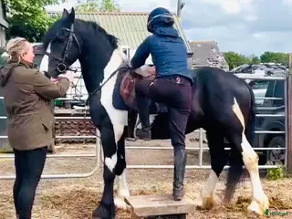 hästar Snygg, trygg och reslig valack! 💙 - Annons 6