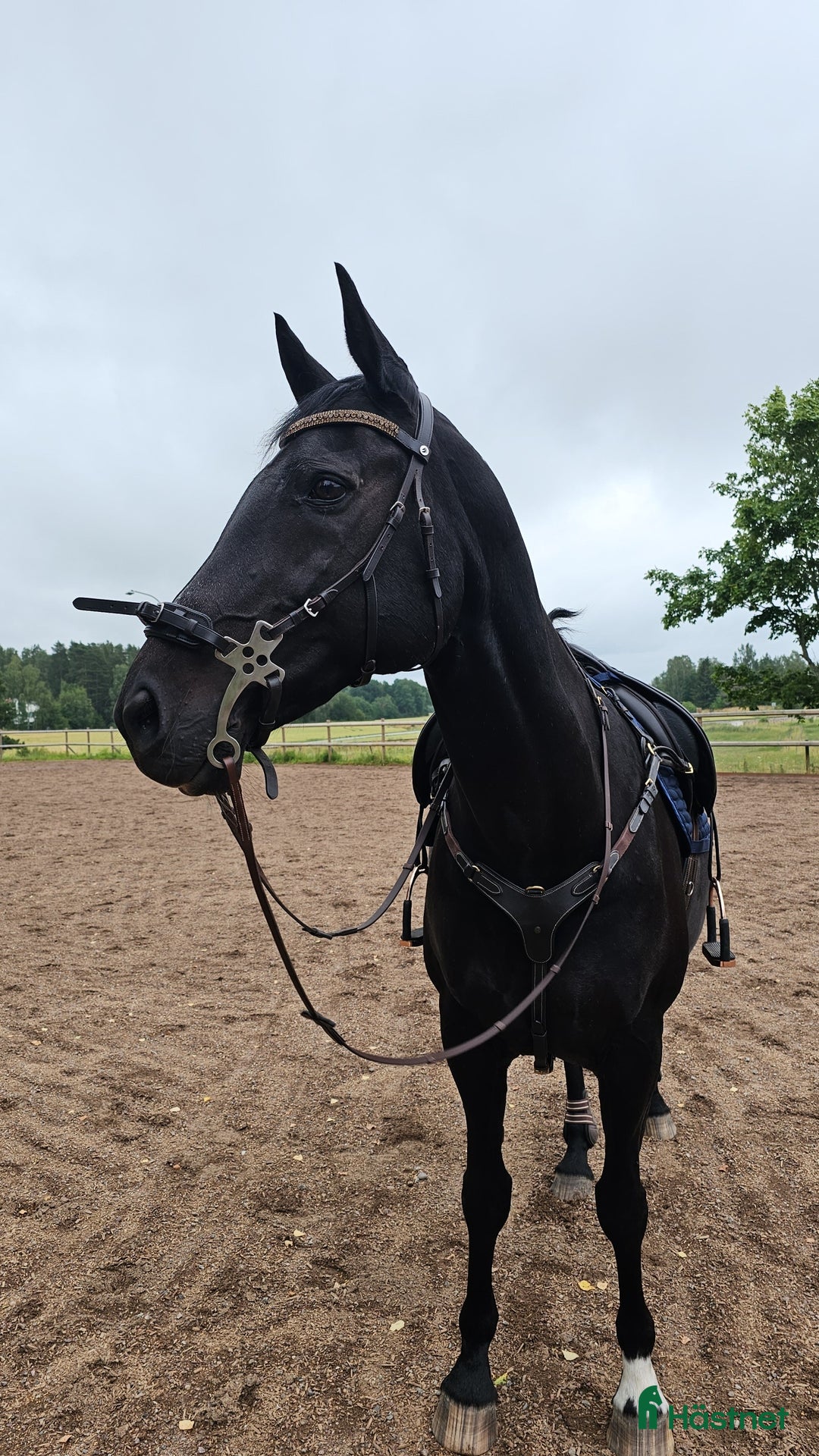 Allround hästar till salu: Sto med enorm personlighet i Linköping - Annons 3