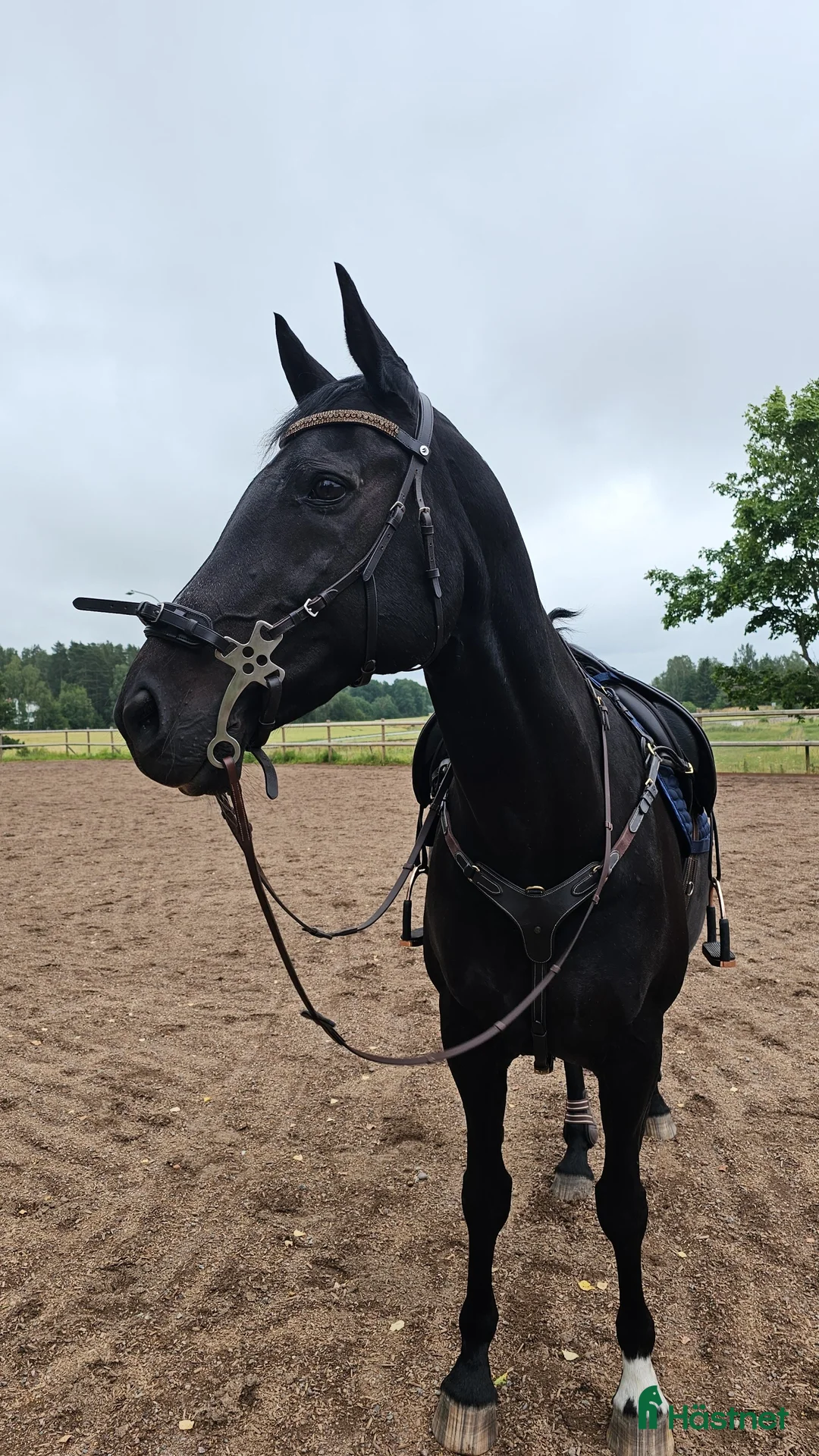 Allround hästar till salu: Sto med enorm personlighet - Annons 3