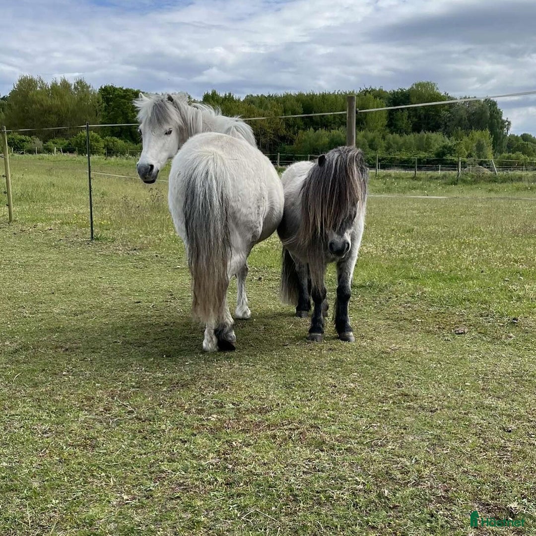 Allround hästar till salu: FANTASTISKT SÖTA OCH SNÄLLA i Sölvesborg - Annons 6