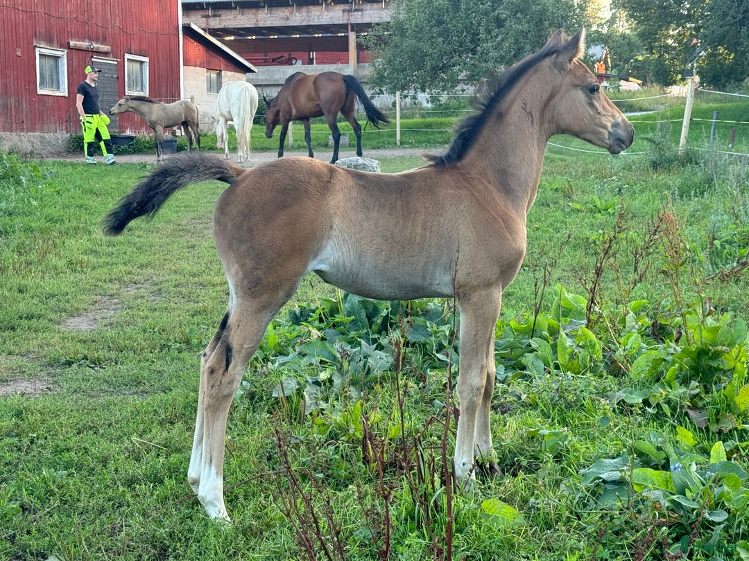 Allround hästar till salu: Blivande D ponny sto i Vimmerby - Annons 1