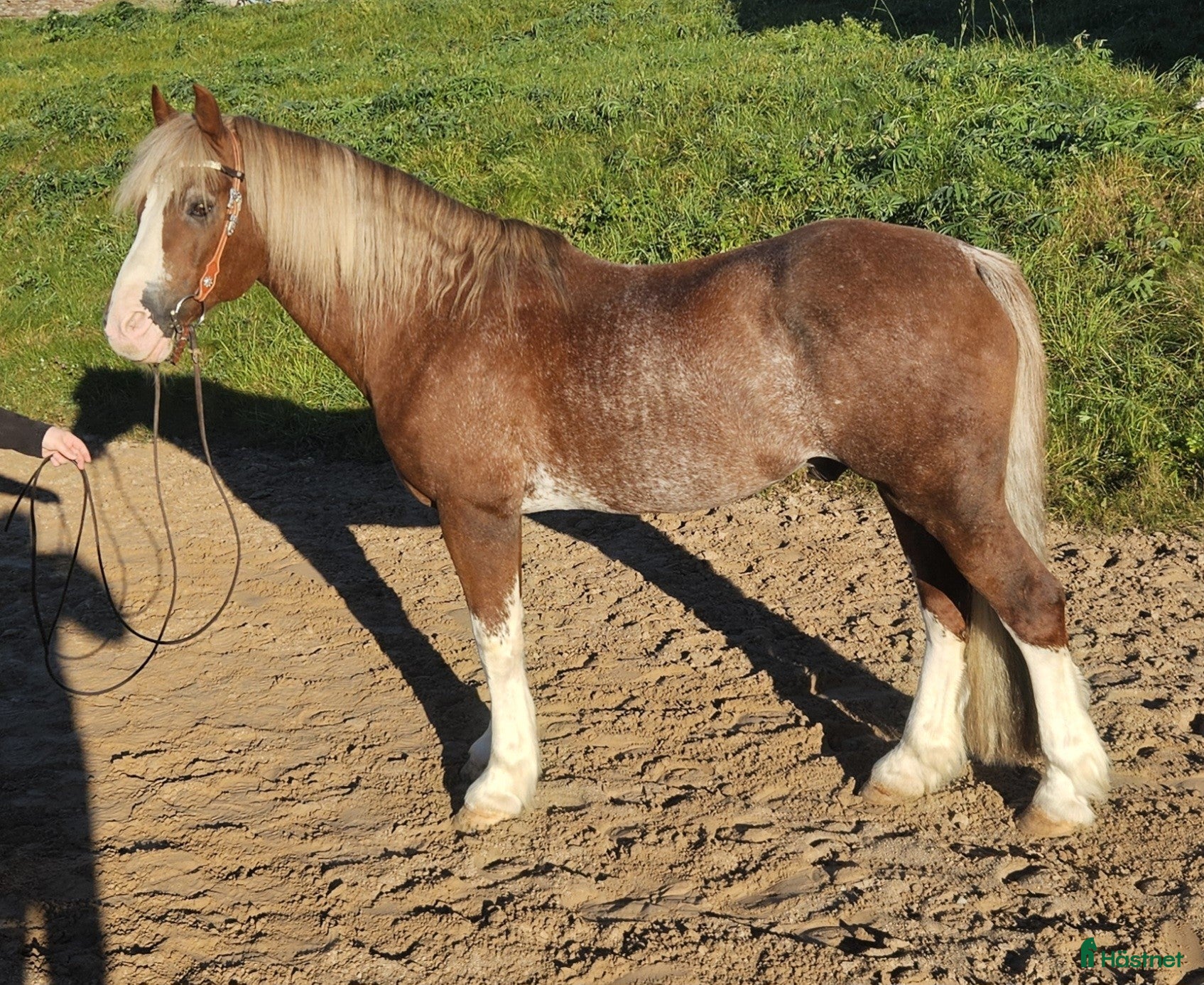 Allround hästar till salu: Dressyr, hoppning, western, uteriden i Stenstorp - Annons 3