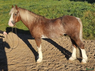 Allround hästar till salu: Dressyr, hoppning, western, uteriden i Stenstorp - Annons 3