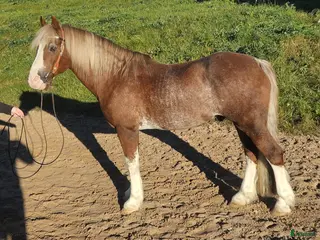 hästar Dressyr, hoppning, western, uteriden i Stenstorp - Annons 16