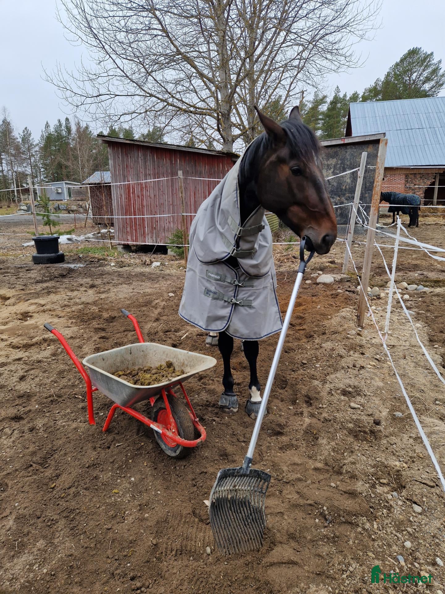 hästar Vacker kille söker sitt för evigt hem! - Annons 1