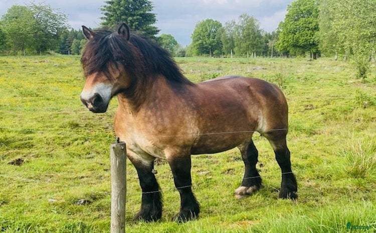  hästar i Dalum - Annons 3