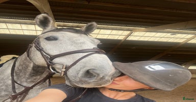  hästar i Halmstad - Annons 10