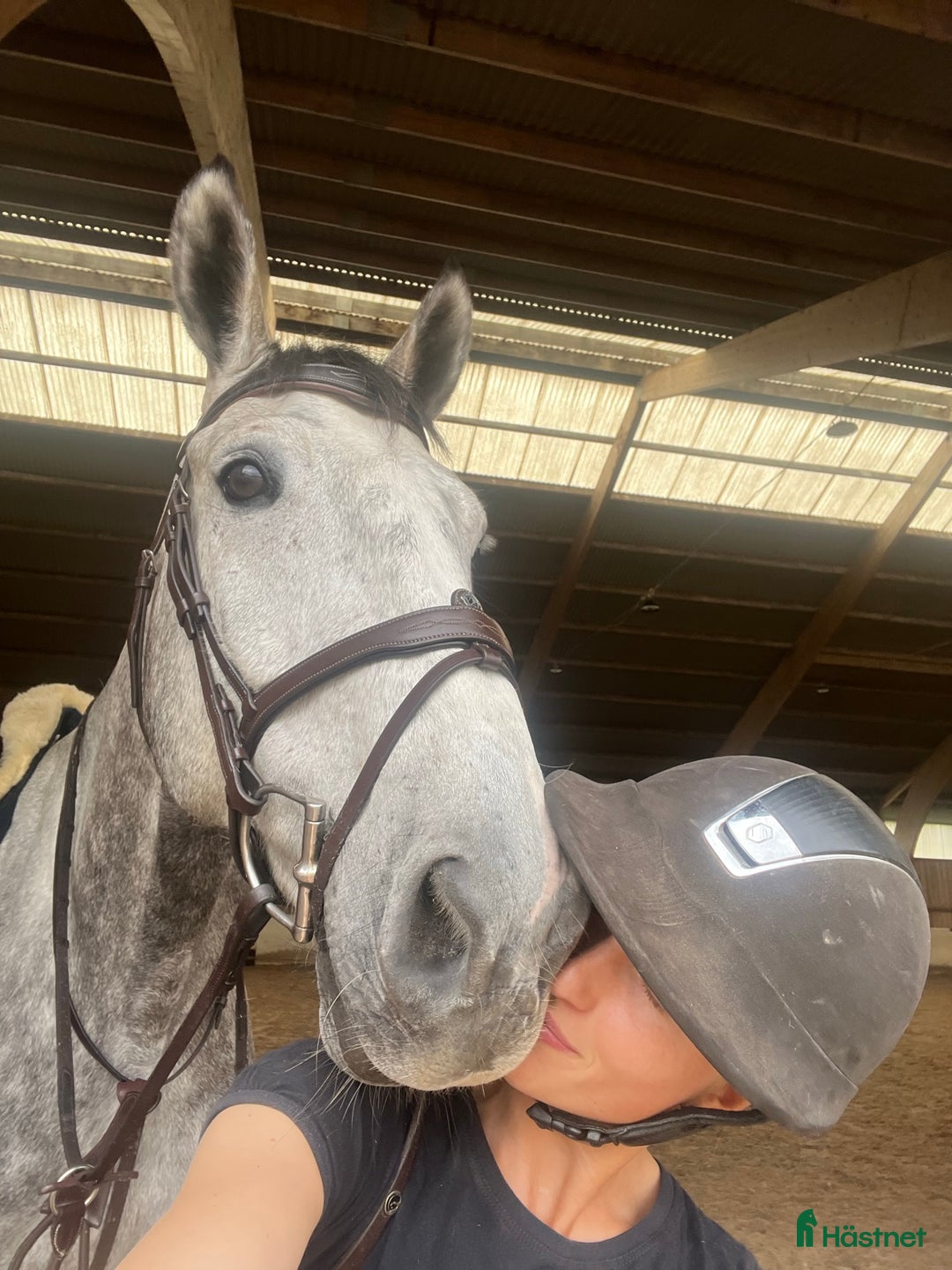 Allround hästar till salu: Världens finaste kille söker ny bästavän🦄🌟 i Halmstad - Annons 2