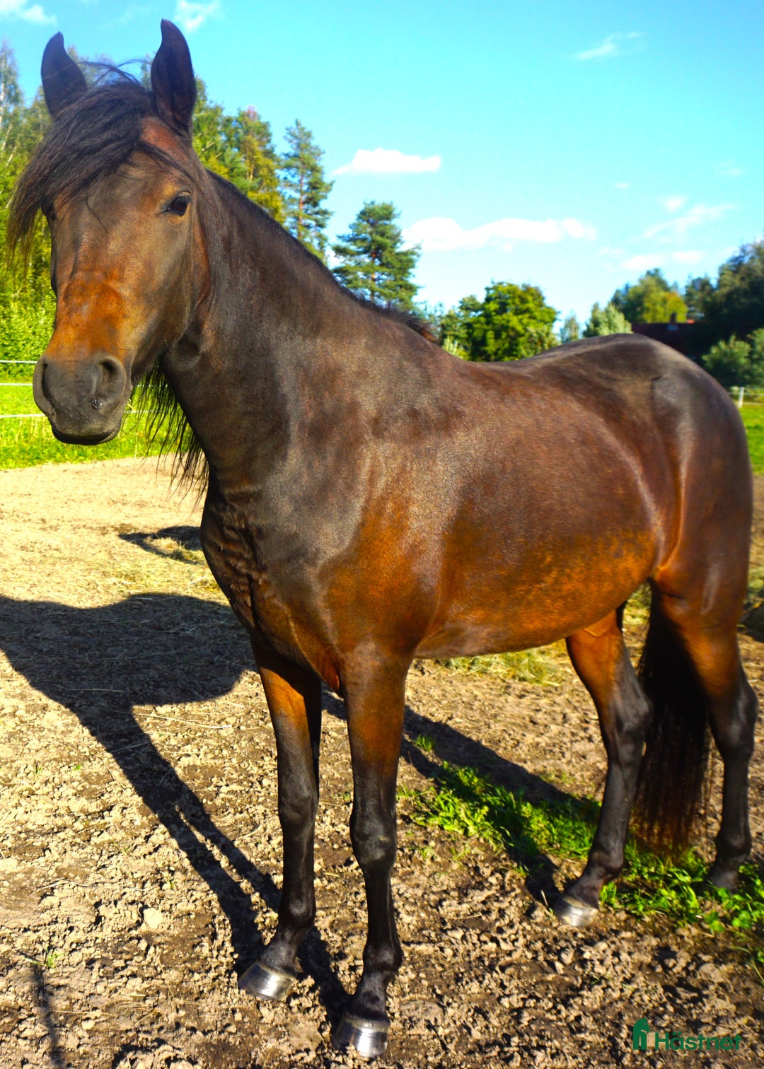 Allround hästar till salu: Paso Finos en eller fler - Annons 8