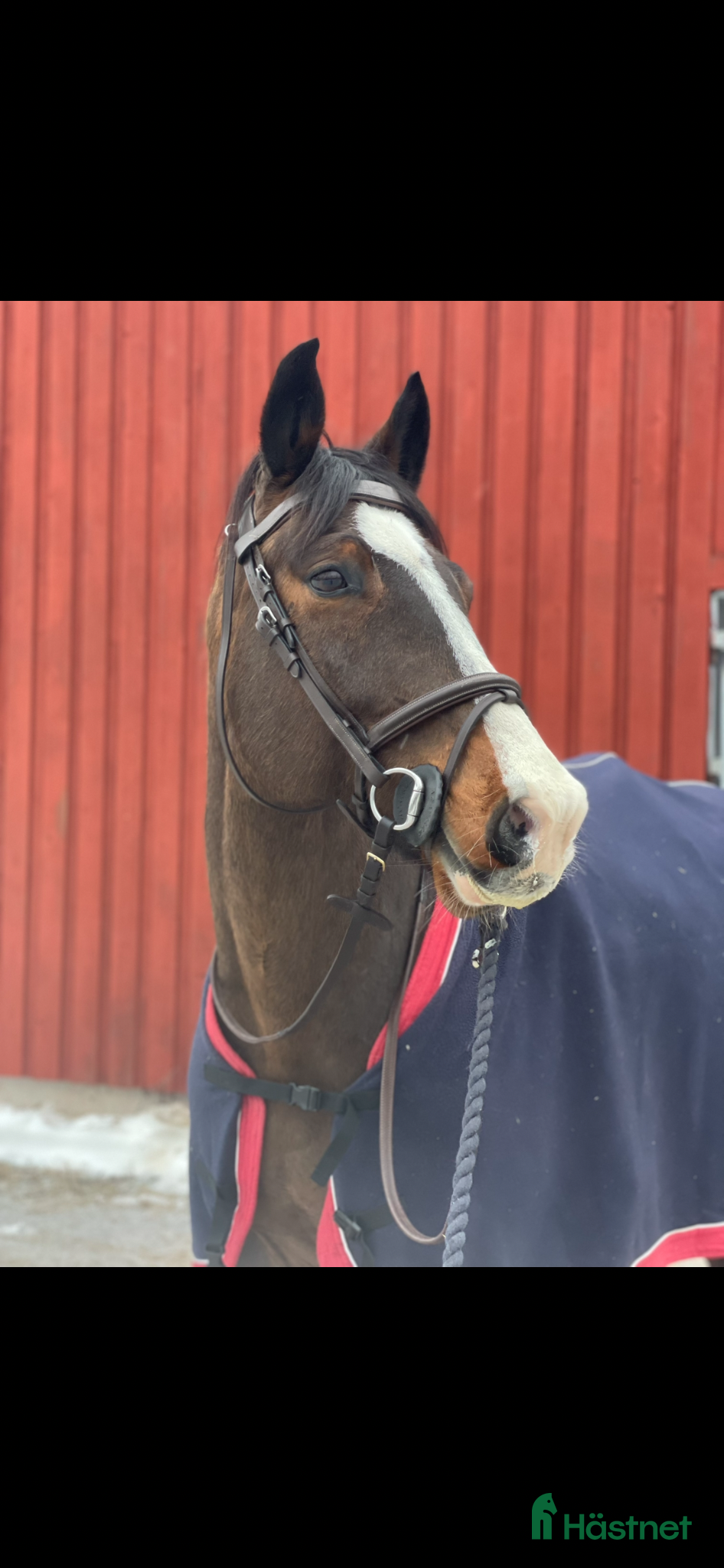  hästar SWB valack söker rutinerad ryttare  - Annons 14