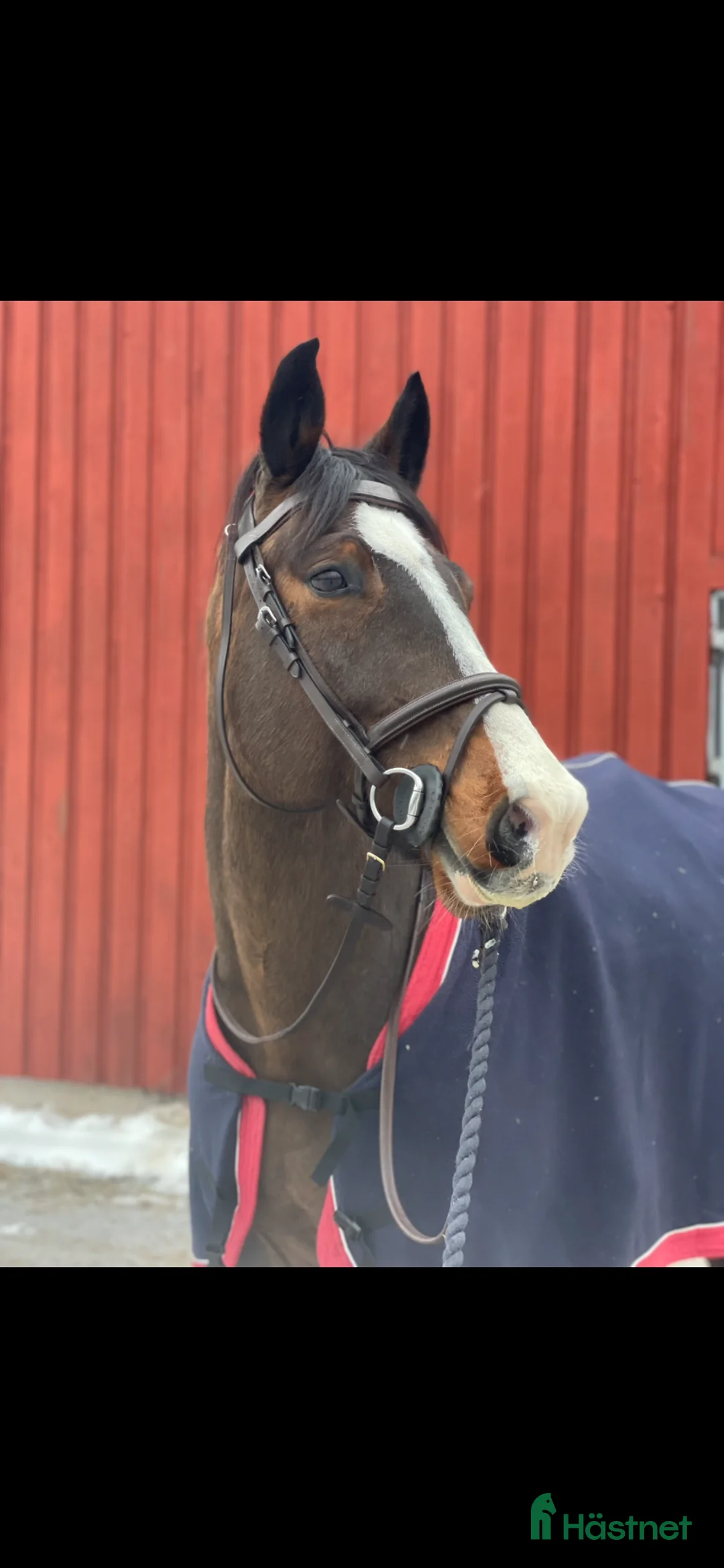 Allround hästar till salu: SWB valack söker rutinerad ryttare  - Annons 1