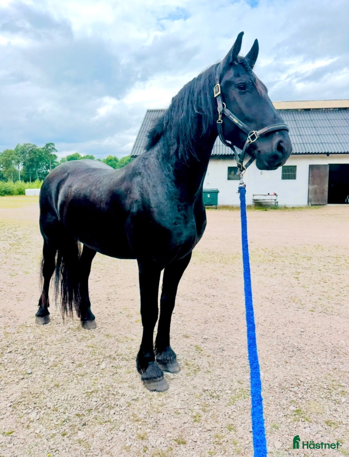  hästar till salu: Elegant frieservalack med stor potential - Annons 1