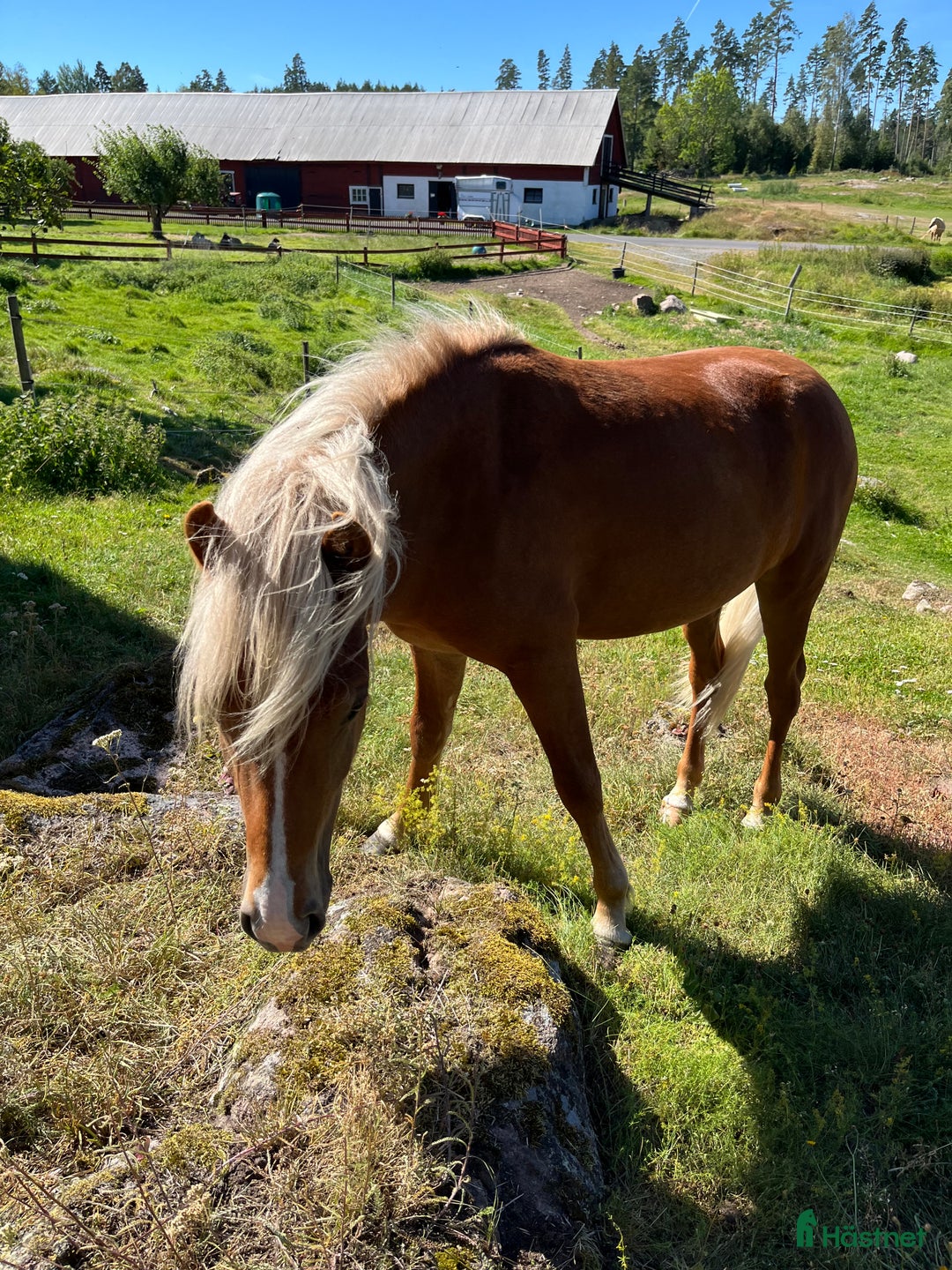 Island hästar till salu: Snäll charmig och snygg hingst i Nässjö - Annons 3
