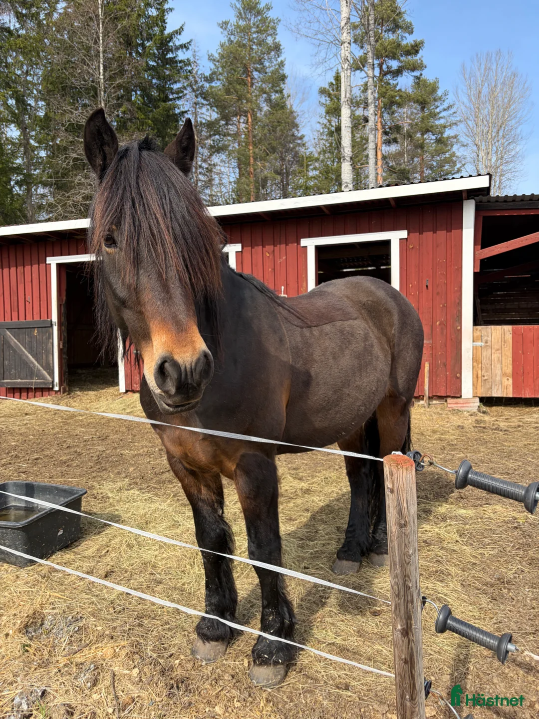 Allround hästar till salu: Kallblod - Annons 2