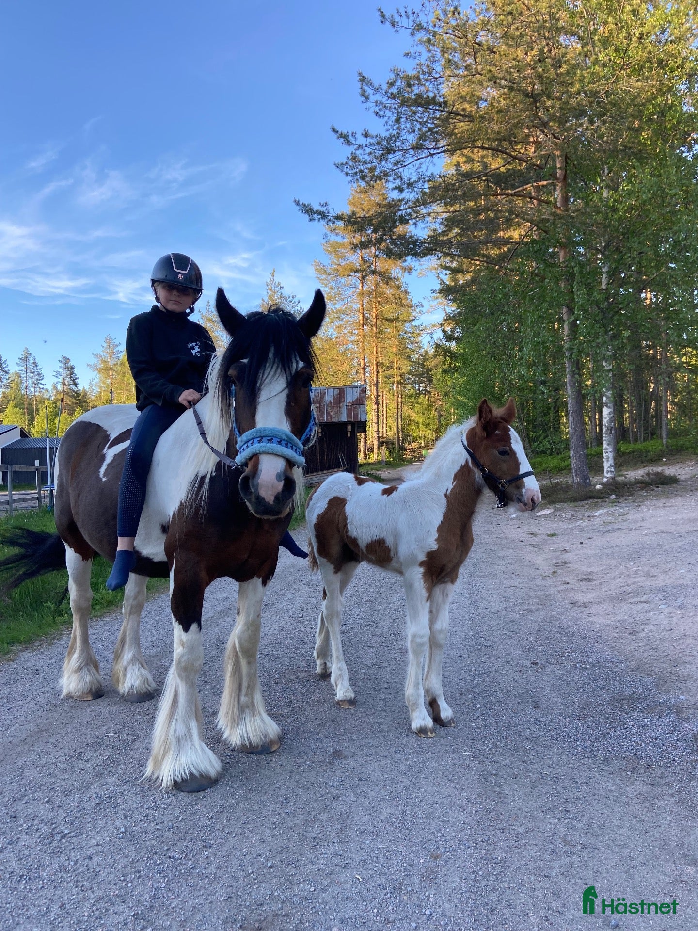  hästar till salu: Dräktigt irish cob sto med stoföl vid sida  - Annons 13