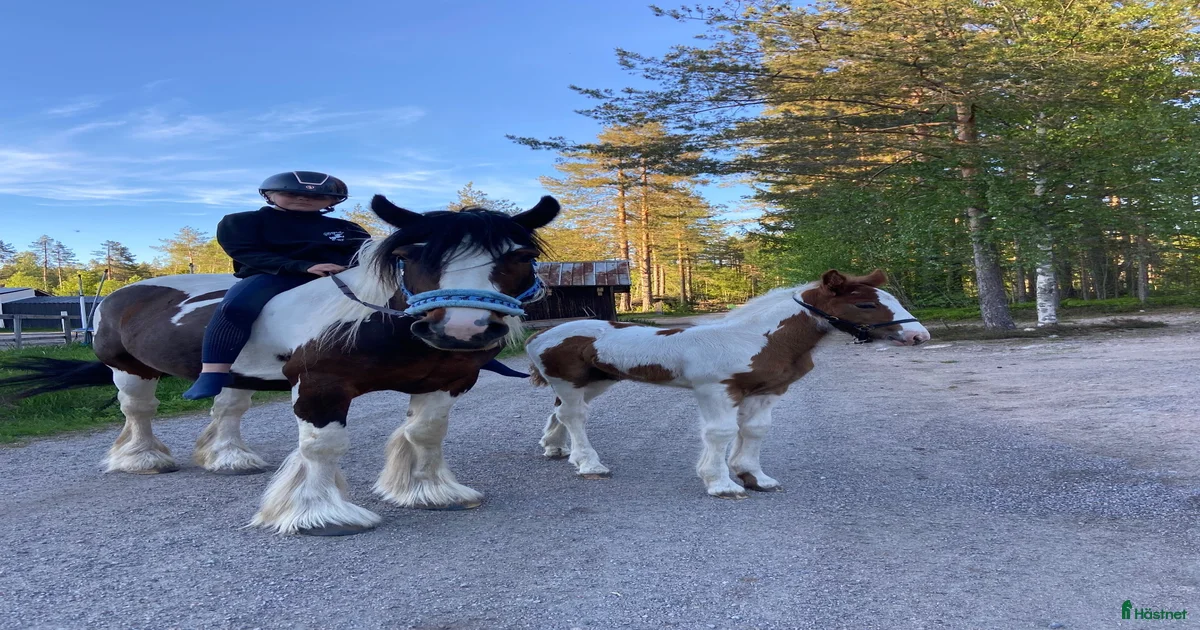 Dräktigt irish cob sto med stoföl vid sida till salu i Trönödal | Hästnet