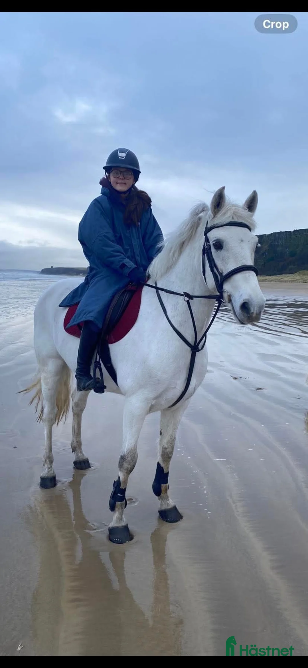 Allround hästar till salu: Grå Connemara Valack 5 år, 15.3hh,Säker,Allrounder i Stockholm - Annons 6