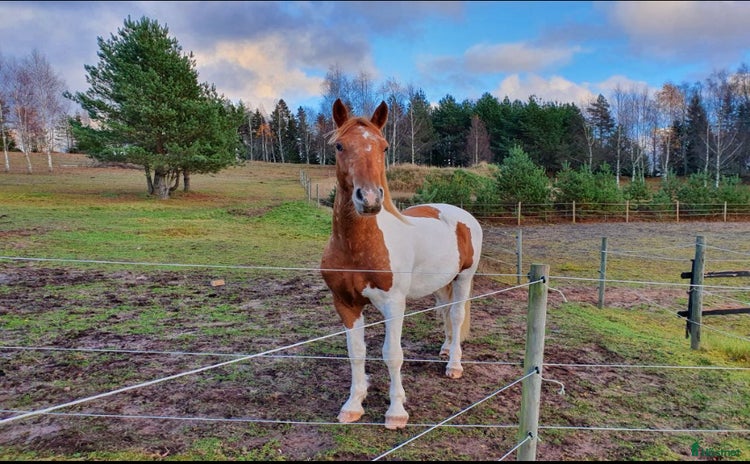  hästar BarockPinto valack i Tenhult - Annons 4