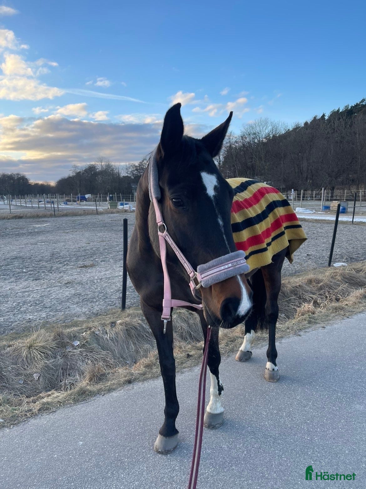  hästar Fina Chanell - Annons 1