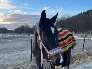 hästar Fina Chanell - Annons 1