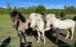 Island hästar till salu: 1  2 årigt  sto i Ramsberg - Bild 4