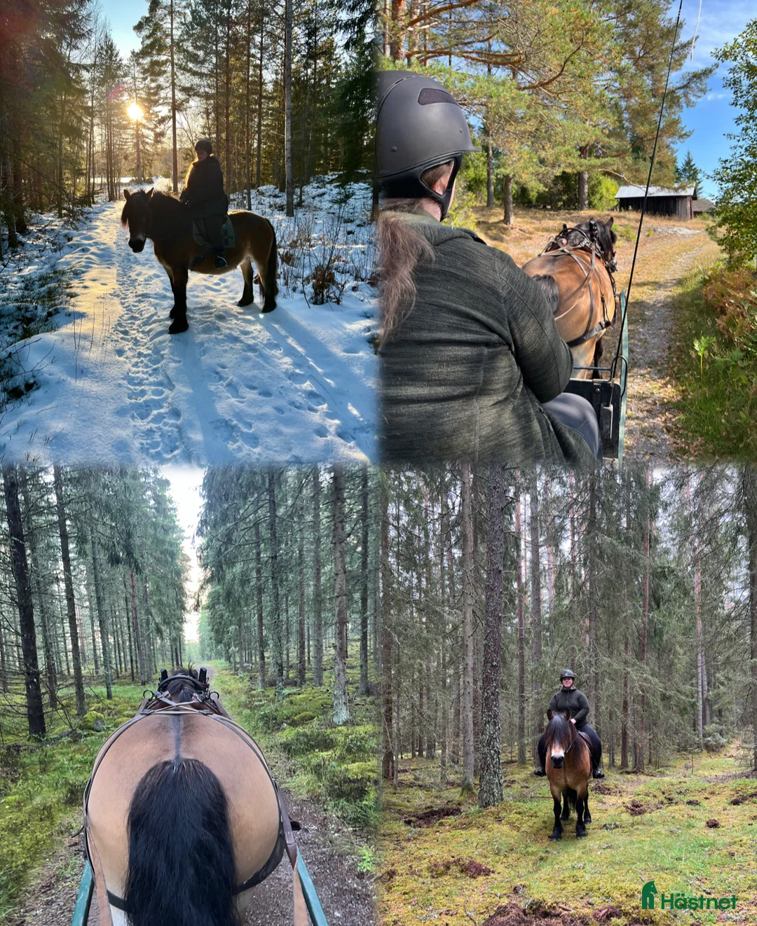 Övrigt hästar sökes: Viktbärande häst sökes - Annons 2